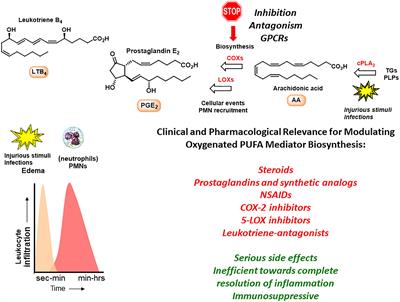 The Protectin Family of Specialized Pro-resolving Mediators: Potent Immunoresolvents Enabling Innovative Approaches to Target Obesity and Diabetes